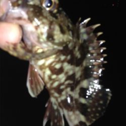 垂水漁港でガシリング！！17時〜21時