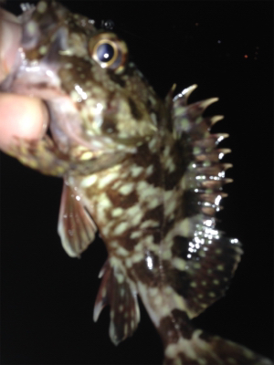 垂水漁港でガシリング！！17時〜21時