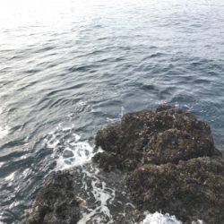 沖の島 磯釣り 撃沈。