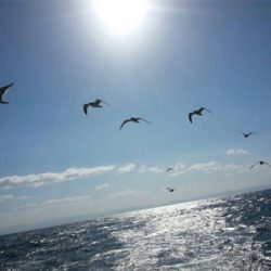 カワハギ超大型釣れました。