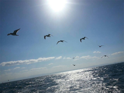 カワハギ超大型釣れました。