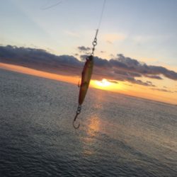 大里松原海岸 ショアジギングでモンゴウイカ1.2kg