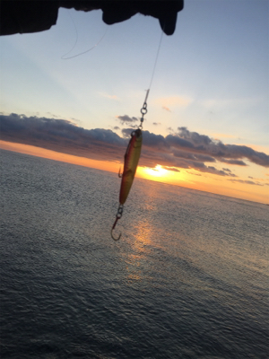 大里松原海岸 ショアジギングでモンゴウイカ1.2kg