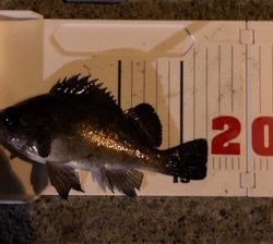 今年初メバリング