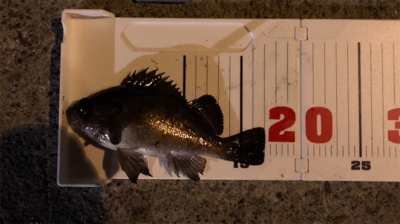 今年初メバリング