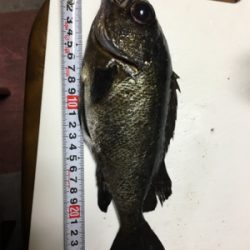 初アジングで人生最大○○