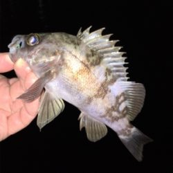 アフター渋めメバリング