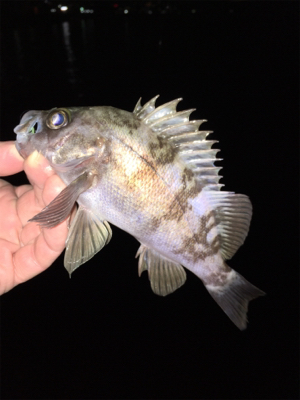 アフター渋めメバリング