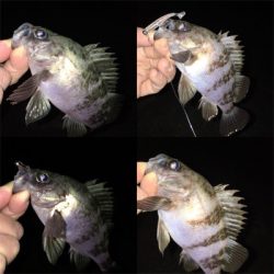 2桁釣果メバリング