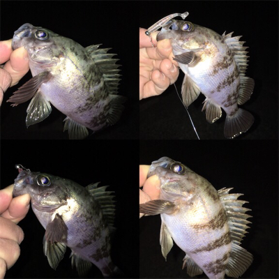 2桁釣果メバリング