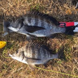 フグの活性が高い