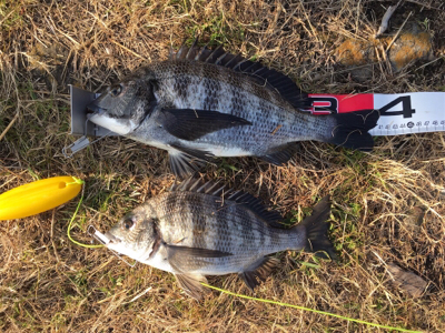 フグの活性が高い