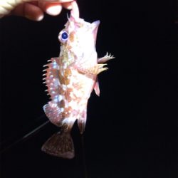 あおりじゃないけど念願の！