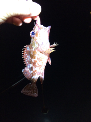 あおりじゃないけど念願の！