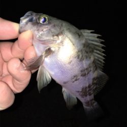 明石メバリング