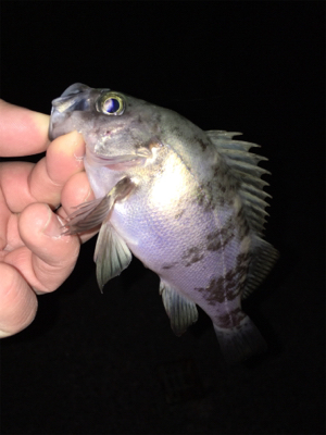 明石メバリング