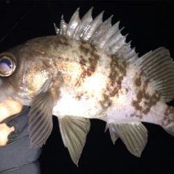 ガッツリのウェーディングのはずが…