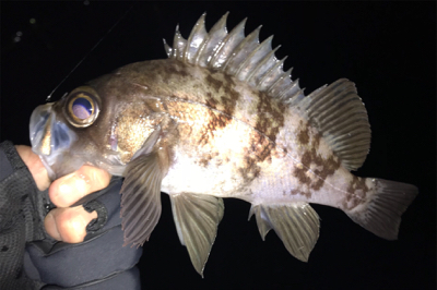 ガッツリのウェーディングのはずが…