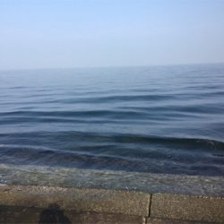 釣れたんだけどもね（苦笑）