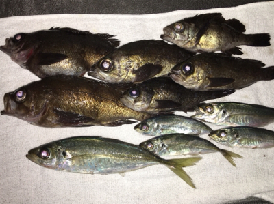 夕まづめライトゲーム