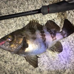 明石周辺メバリング