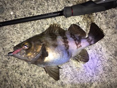 明石周辺メバリング