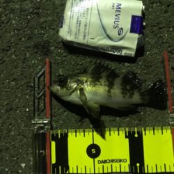 メバリングでカレイ