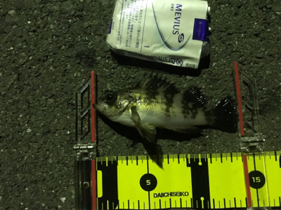 メバリングでカレイ