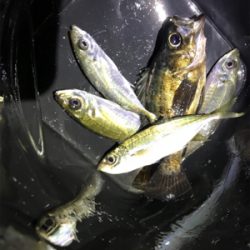 初チタンティップ(釣行 其の七)