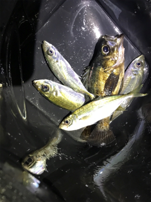 初チタンティップ(釣行 其の七)