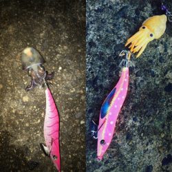 伊根〜宮津まで極寒ヤリイカランガンエギング