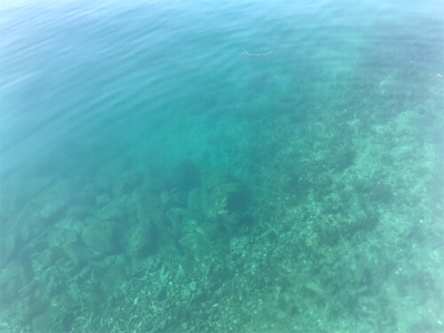 サイトガシリング♪