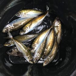 デイアジメバ‼︎(釣行 其の八)