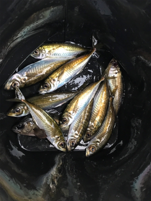 デイアジメバ‼︎(釣行 其の八)