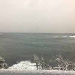 まさかのボラ！