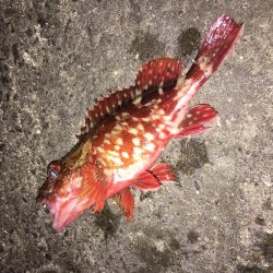 メバル狙いが！！