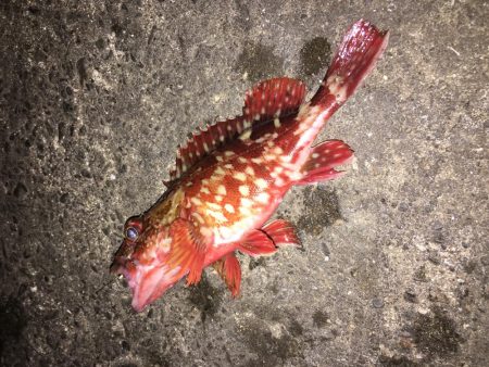 メバル狙いが！！