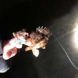 久しぶりのアジ！