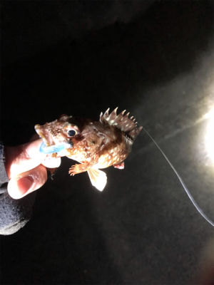 久しぶりのアジ！