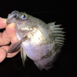 フロートリグでメバリング