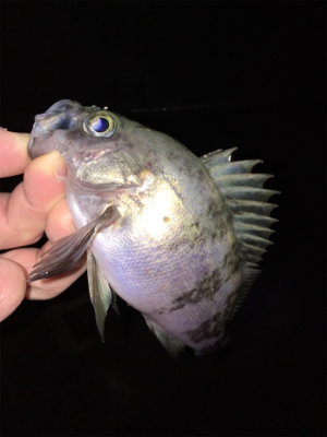 フロートリグでメバリング