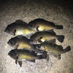 泉南メバリング