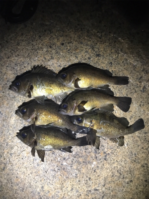 泉南メバリング