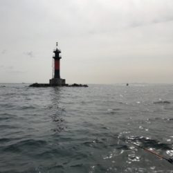 小豆島 鯛サビキ  大潮