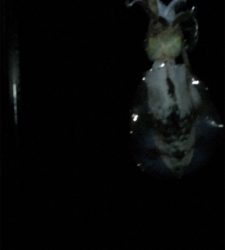 好条件の中今年の初イカを求めて