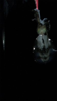 好条件の中今年の初イカを求めて