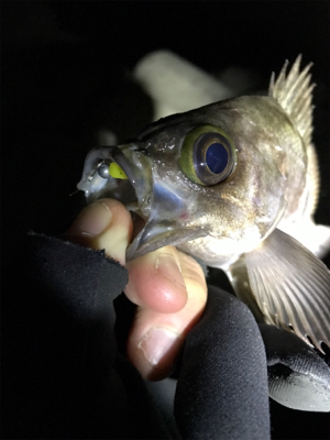 大潮満月ド干潮