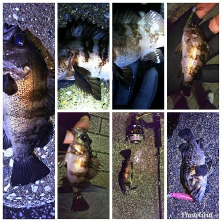 今シーズン初のメバル( ￣▽￣)