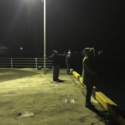 コウイカ、タコ、アイゴ