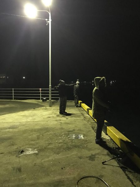 コウイカ、タコ、アイゴ